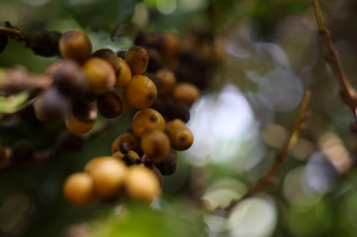 2025-08-01T153418Z_1_LYNXMPEL7028A_RTROPTP_4_USA-TRUMP-TARIFFS-COFFEE